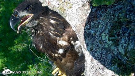 VINS Bald Eagles Nest Live Cams - Jul 27, 2026, 9:21am EDT