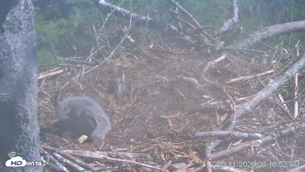 VINS Bald Eagles Nest Live Cams - May 11, 2026, 9:17am EDT