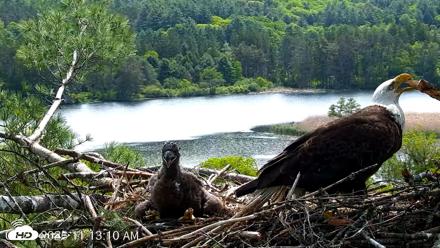 VINS Bald Eagles Nest Live Cams - May 27, 2026, 11:13am EDT