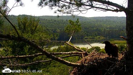 VINS Bald Eagles Nest Live Cams - Jul 8, 2026, 10:52am EDT