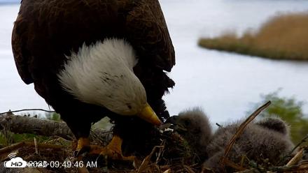 VINS Bald Eagles Nest Live Cams - May 12, 2026, 9:50am EDT
