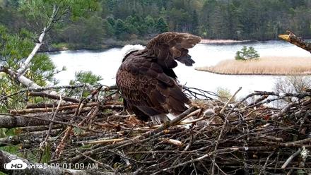 VINS Bald Eagles Nest Live Cams - May 3, 2026, 8:01am EDT