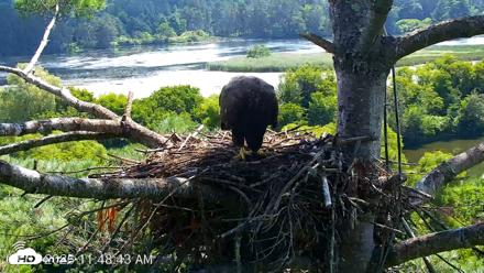 VINS Bald Eagles Nest Live Cams - Aug 7, 2026, 11:49am EDT