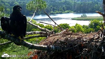 VINS Bald Eagles Nest Live Cams - Jul 3, 2026, 10:21am EDT