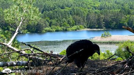 VINS Bald Eagles Nest Live Cams - Jun 8, 2026, 1:08pm EDT