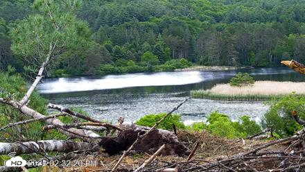VINS Bald Eagles Nest Live Cams - Jun 7, 2026, 2:33pm EDT