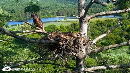 VINS Bald Eagles Nest Live Cams - Aug 14, 2026, 4:05pm EDT