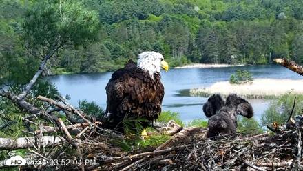 VINS Bald Eagles Nest Live Cams - May 21, 2026, 3:53pm EDT
