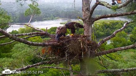 VINS Bald Eagles Nest Live Cams - Jul 29, 2026, 5:56pm EDT