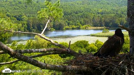VINS Bald Eagles Nest Live Cams - Jul 24, 2026, 1:21pm EDT
