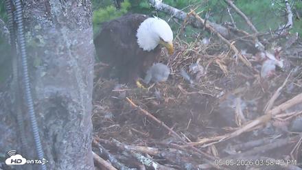 VINS Bald Eagles Nest Live Cams - May 5, 2026, 3:59pm EDT