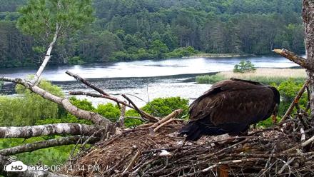 VINS Bald Eagles Nest Live Cams - Jun 25, 2026, 6:16pm EDT