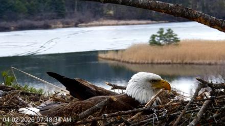 VINS Bald Eagles Nest Live Cams - Apr 2, 2026, 7:49am EDT