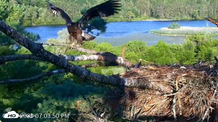 VINS Bald Eagles Nest Live Cams - Jul 22, 2026, 7:04pm EDT