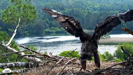 VINS Bald Eagles Nest Live Cams - Jun 10, 2026, 11:22am EDT