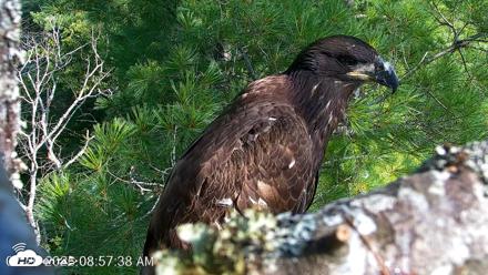 VINS Bald Eagles Nest Live Cams - Jul 26, 2026, 8:58am EDT