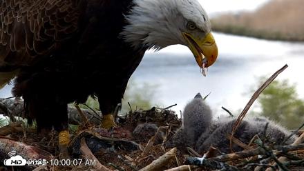 VINS Bald Eagles Nest Live Cams - May 12, 2026, 10:00am EDT