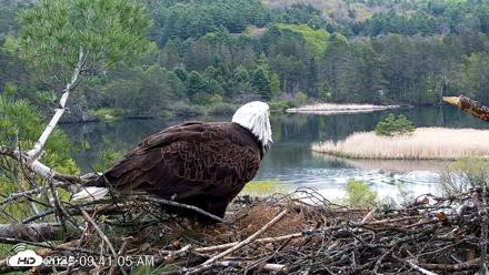 VINS Bald Eagles Nest Live Cams - May 13, 2026, 9:41am EDT