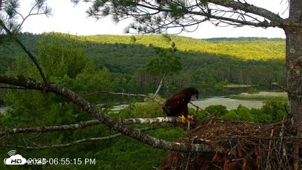 VINS Bald Eagles Nest Live Cams - Jul 9, 2026, 6:56pm EDT