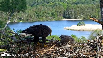 VINS Bald Eagles Nest Live Cams - May 19, 2026, 5:17pm EDT