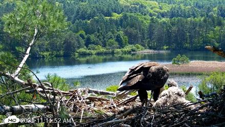VINS Bald Eagles Nest Live Cams - May 26, 2026, 11:12am EDT