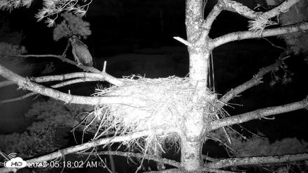 VINS Bald Eagles Nest Live Cams - Aug 13, 2026, 5:21am EDT