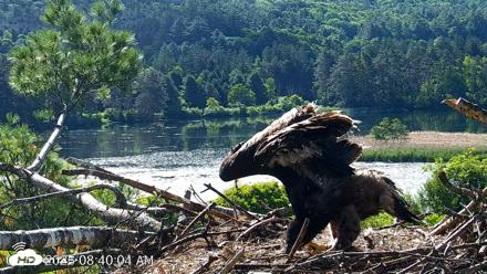 VINS Bald Eagles Nest Live Cams - Jun 16, 2026, 8:40am EDT