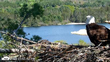 VINS Bald Eagles Nest Live Cams - May 12, 2026, 3:56pm EDT