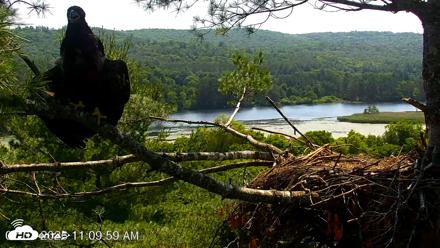 VINS Bald Eagles Nest Live Cams - Jul 3, 2026, 11:10am EDT