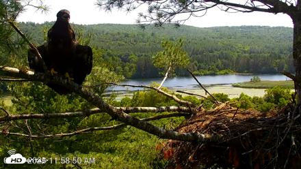 VINS Bald Eagles Nest Live Cams - Jul 3, 2026, 11:59am EDT
