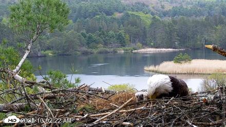 VINS Bald Eagles Nest Live Cams - May 13, 2026, 10:03am EDT
