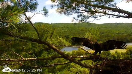 VINS Bald Eagles Nest Live Cams - Jul 19, 2026, 12:58pm EDT