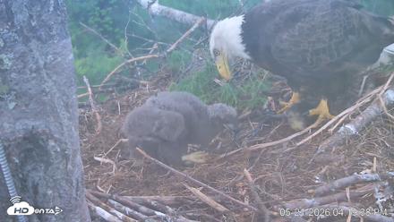 VINS Bald Eagles Nest Live Cams - May 21, 2026, 4:20pm EDT
