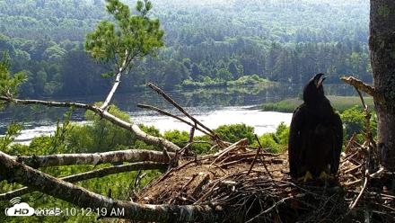VINS Bald Eagles Nest Live Cams - Jul 1, 2026, 10:15am EDT