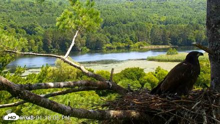 VINS Bald Eagles Nest Live Cams - Jul 24, 2026, 1:18pm EDT