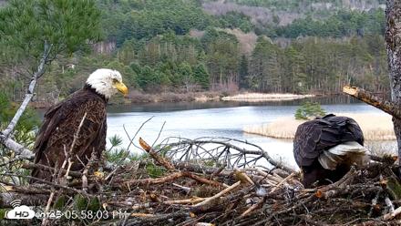 VINS Bald Eagles Nest Live Cams - Apr 25, 2026, 5:59pm EDT
