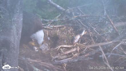 VINS Bald Eagles Nest Live Cams - Apr 25, 2026, 10:12am EDT
