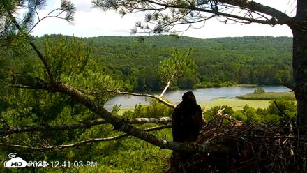 VINS Bald Eagles Nest Live Cams - Jul 11, 2026, 12:41pm EDT
