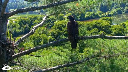 VINS Bald Eagles Nest Live Cams - Jul 24, 2026, 10:35am EDT