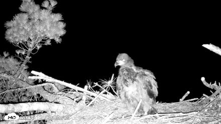 VINS Bald Eagles Nest Live Cams - Jun 16, 2026, 12:43am EDT