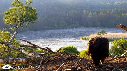 VINS Bald Eagles Nest Live Cams - Jun 14, 2026, 6:08am EDT