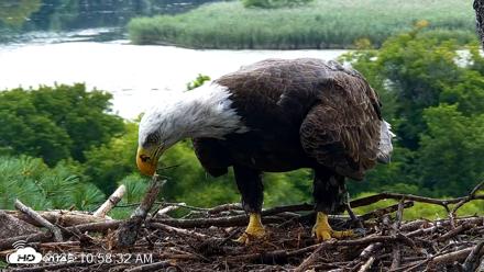 VINS Bald Eagles Nest Live Cams - Aug 22, 2026, 10:59am EDT