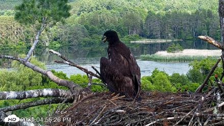 VINS Bald Eagles Nest Live Cams - Jun 28, 2026, 4:57pm EDT