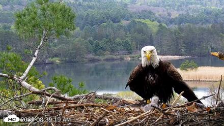 VINS Bald Eagles Nest Live Cams - May 6, 2026, 8:40am EDT
