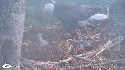 VINS Bald Eagles Nest Live Cams - May 4, 2026, 8:13am EDT