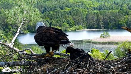 VINS Bald Eagles Nest Live Cams - Jun 1, 2026, 1:33pm EDT