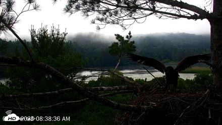 VINS Bald Eagles Nest Live Cams - Jul 8, 2026, 8:39am EDT