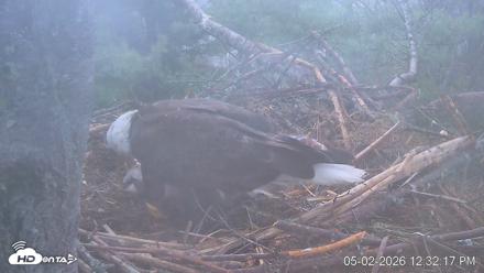 VINS Bald Eagles Nest Live Cams - May 2, 2026, 12:33pm EDT