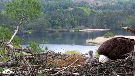 VINS Bald Eagles Nest Live Cams - May 13, 2026, 9:57am EDT