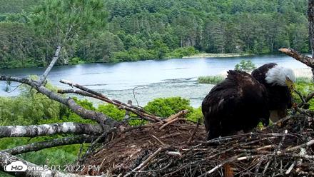VINS Bald Eagles Nest Live Cams - Jun 23, 2026, 3:21pm EDT